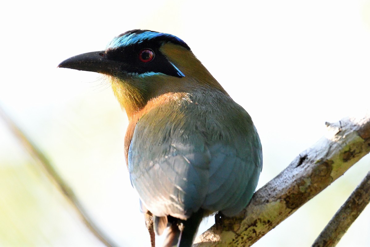 Lesson's Motmot - ML423906461