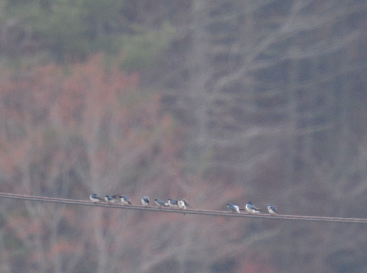 Tree Swallow - ML423906581