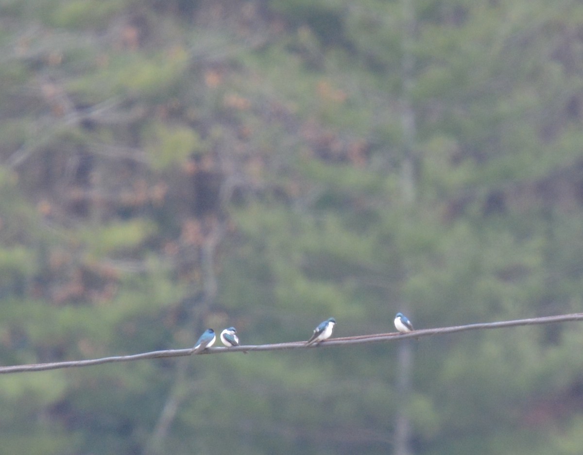 Tree Swallow - Jay Wherley