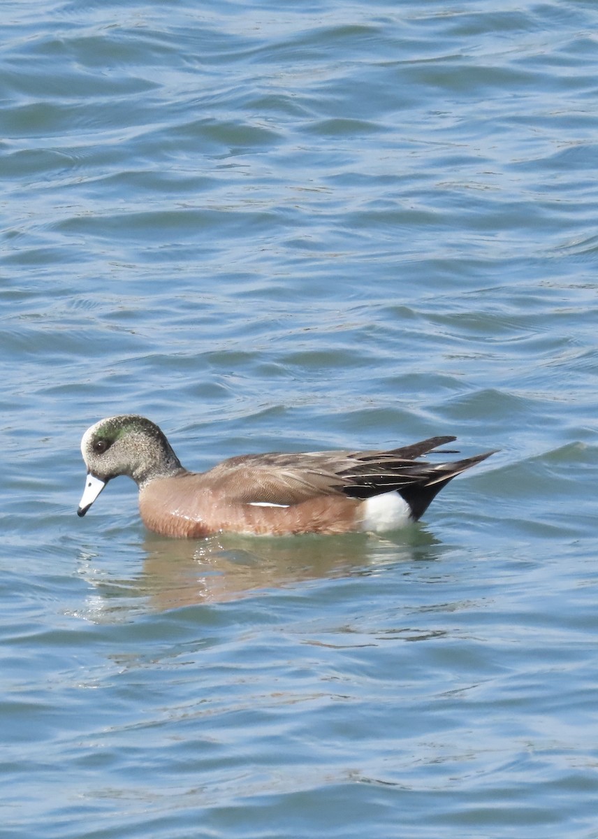 American Wigeon - ML423907821