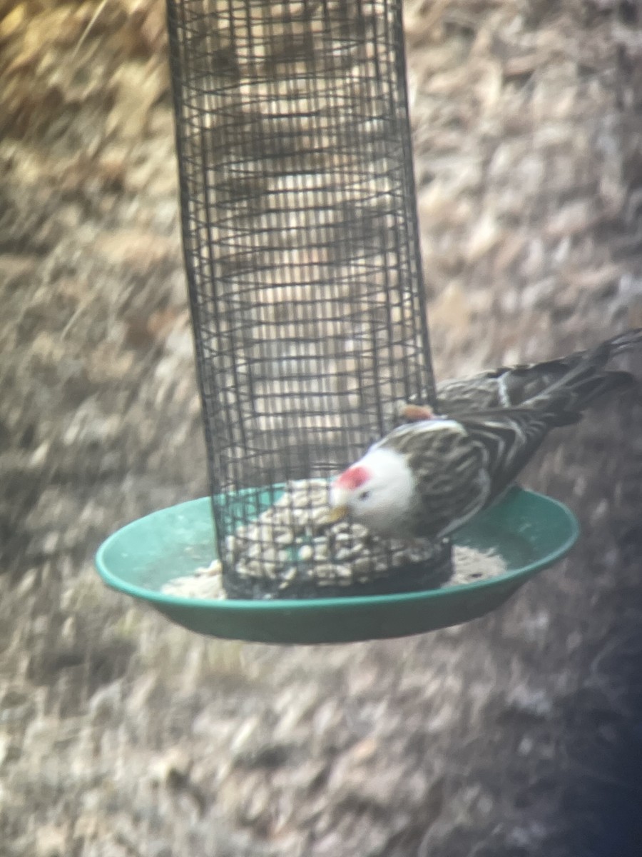 Common Redpoll - ML423907891