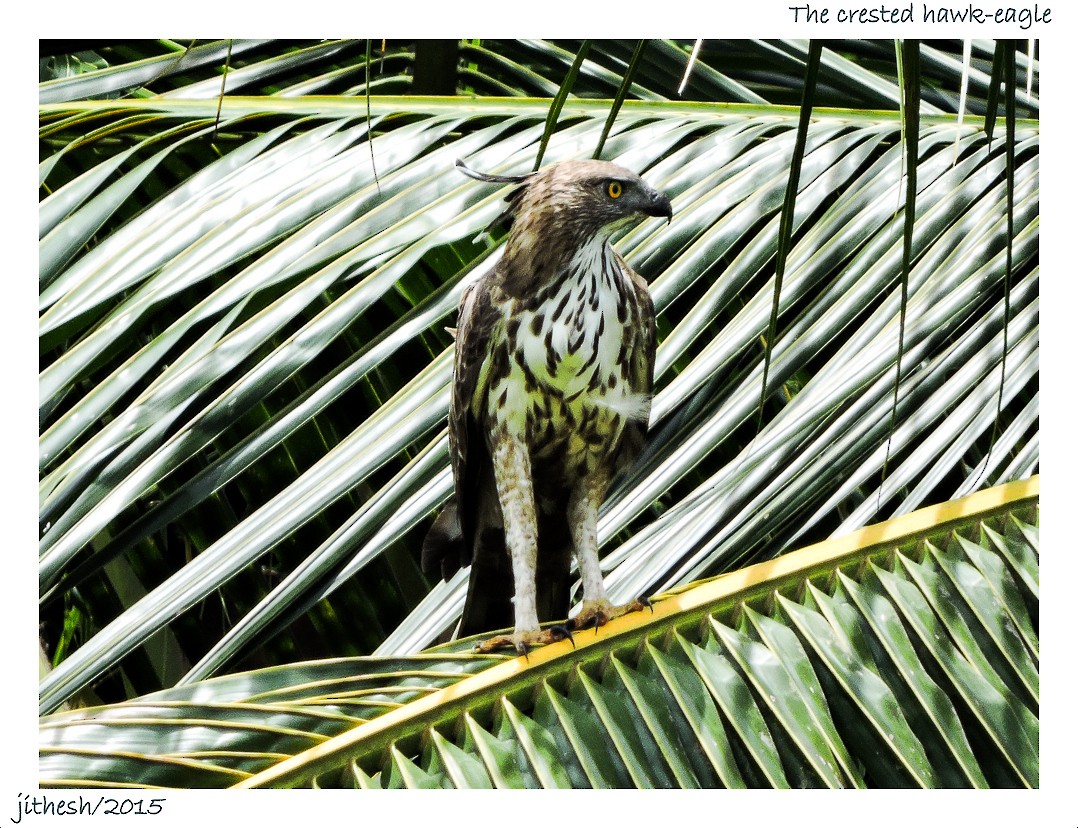 Changeable Hawk-Eagle (Crested) - ML42390791