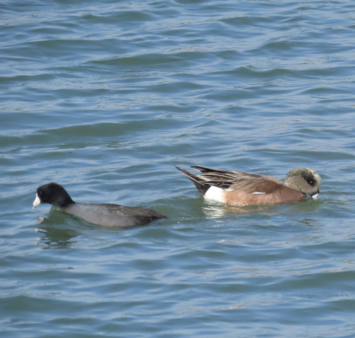 American Wigeon - Nancy Salem