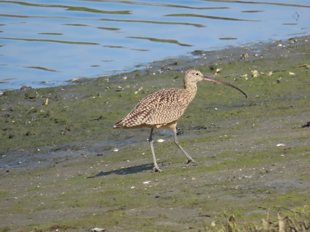 Long-billed Curlew - ML423908471