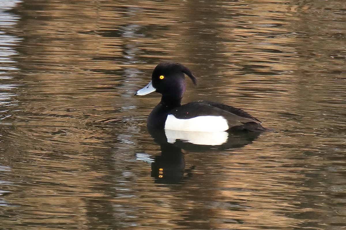 Tufted Duck - ML423909331