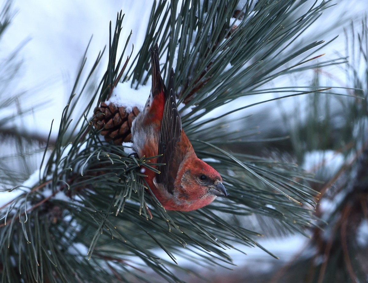 Гацуурын солбин хошуут - ML42391011