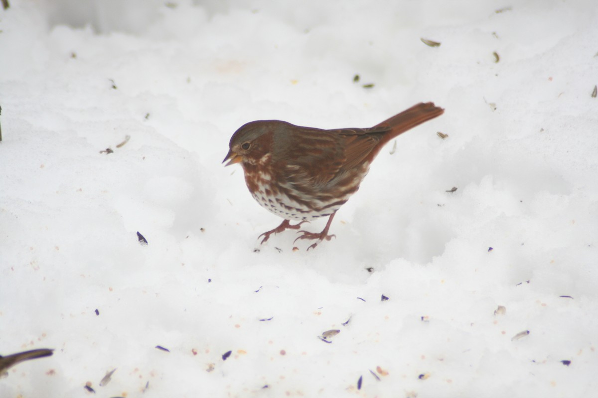 Fox Sparrow - ML42391031