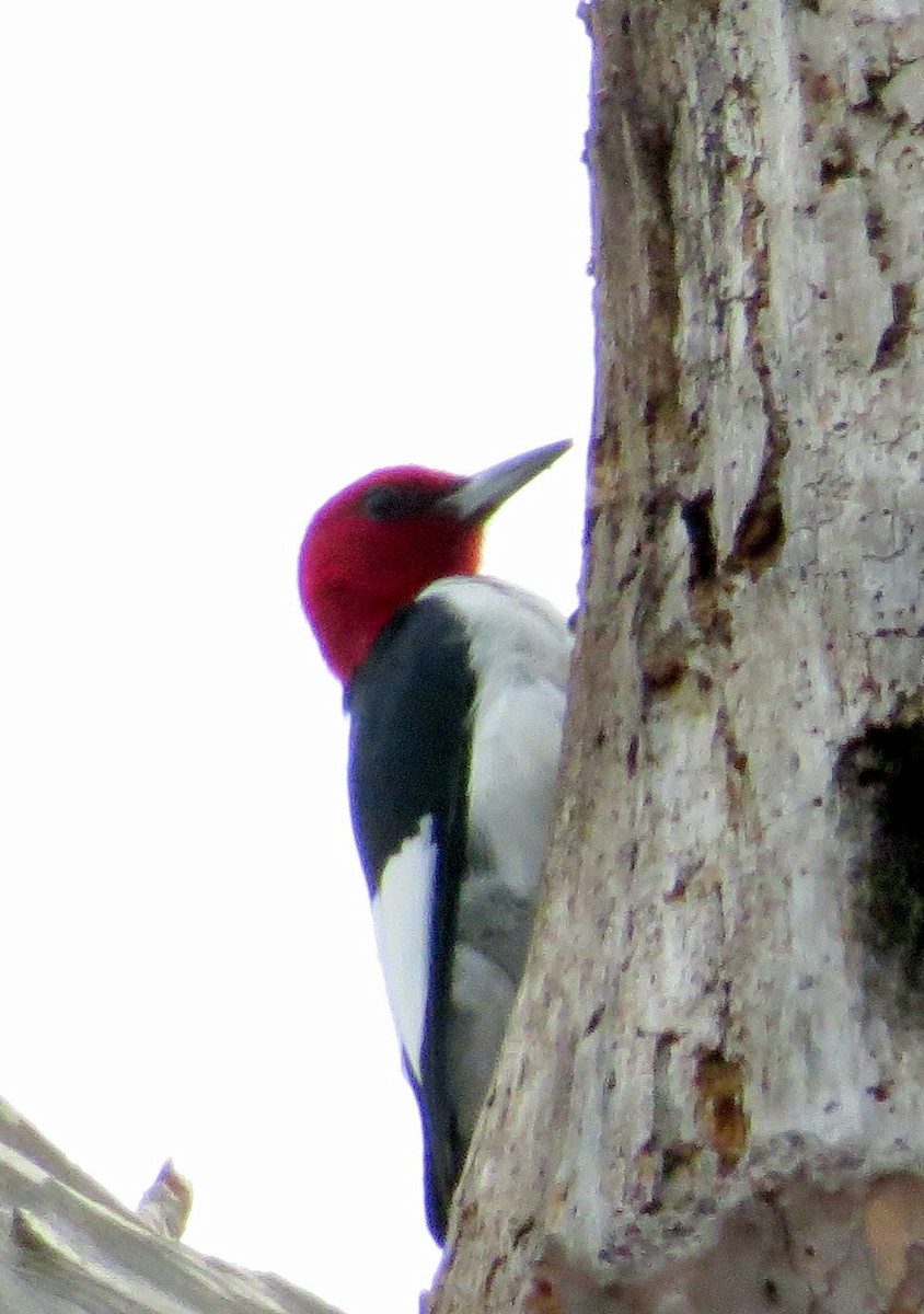 Red-headed Woodpecker - ML423910881