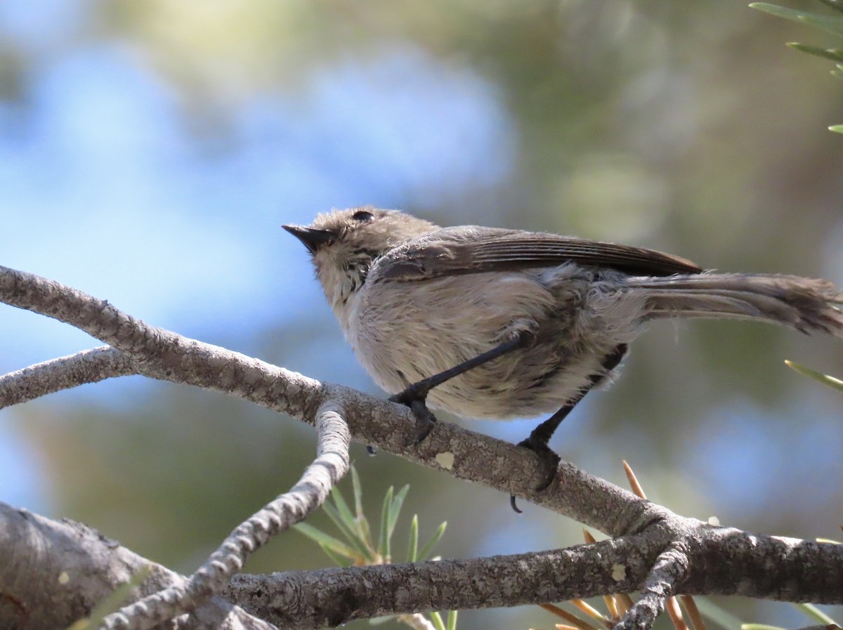 Bushtit - ML423911741