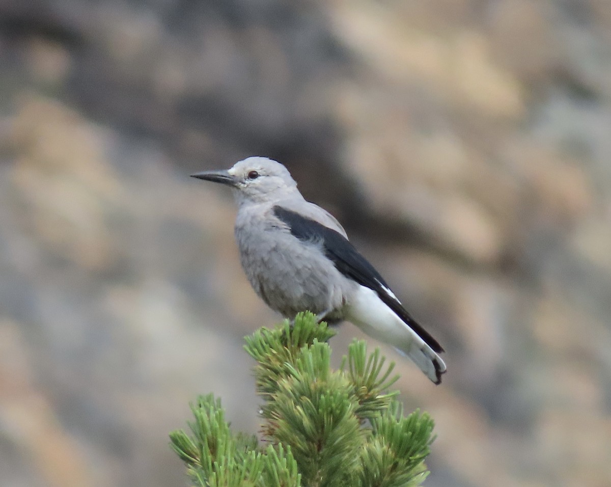 Clark's Nutcracker - ML423912701