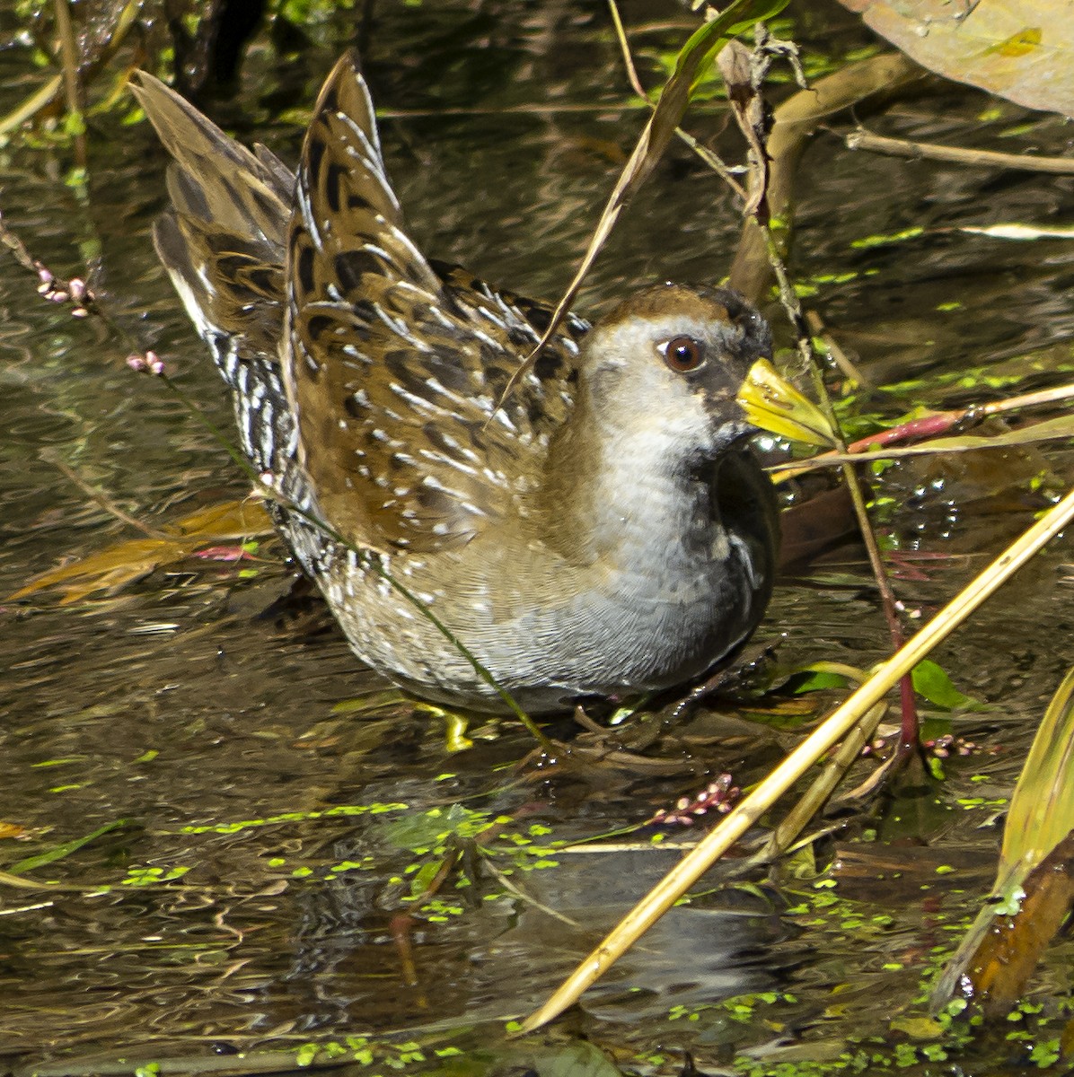 Polluela Sora - ML423914651