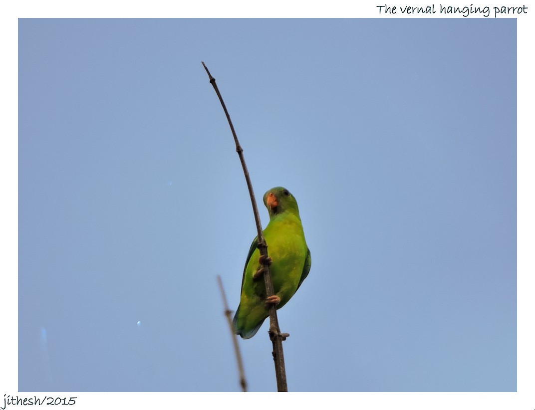 Vernal Hanging-Parrot - ML42391611