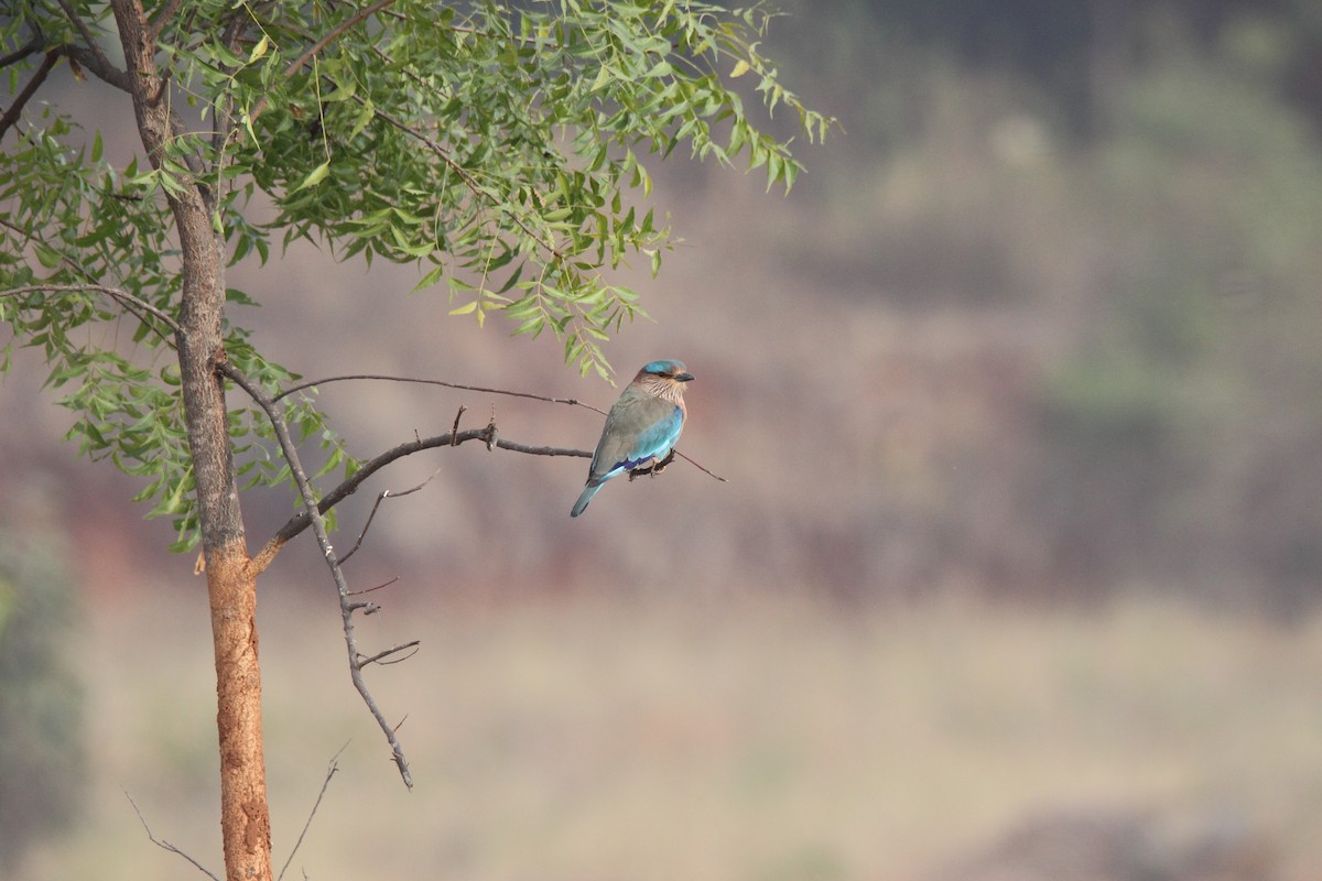 Indian Roller - Harshith JV