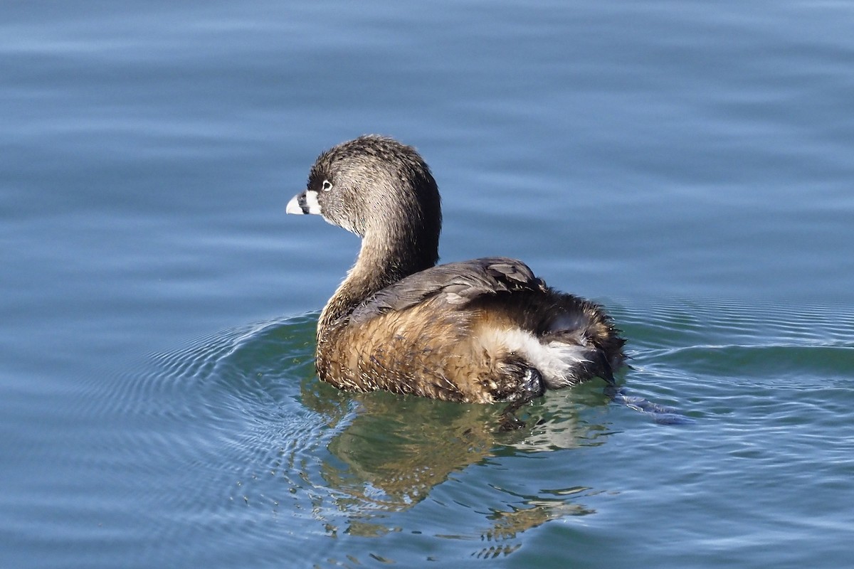 Pied-billed Grebe - ML423917191