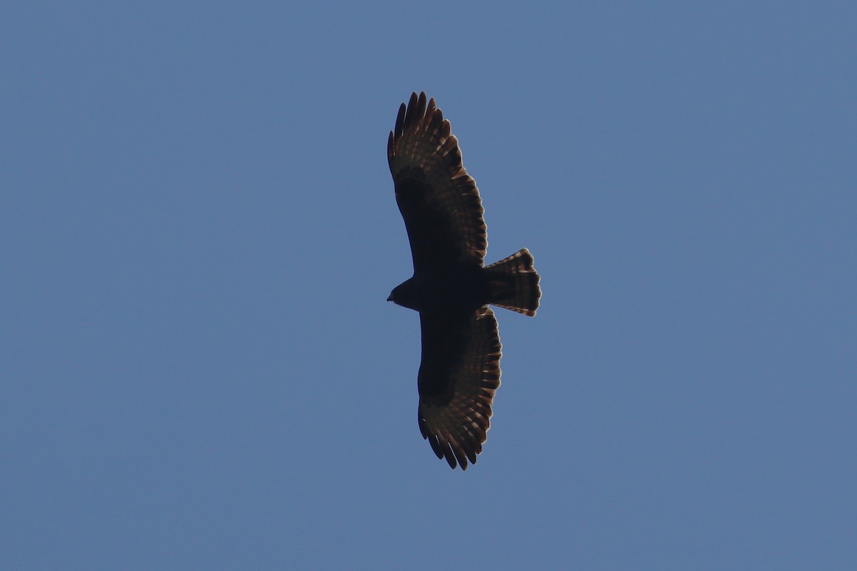 Short-tailed Hawk - ML423917511