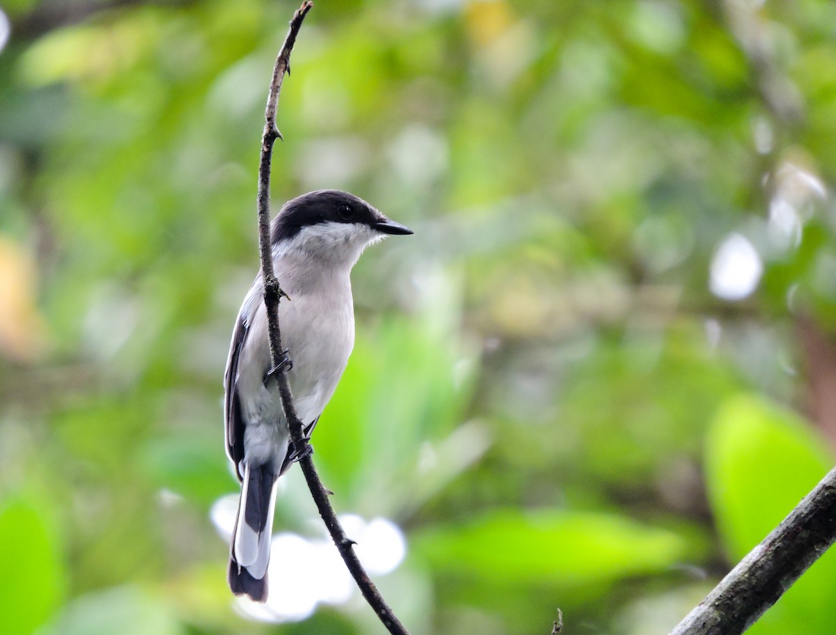 Bar-winged Flycatcher-shrike - ML42391801