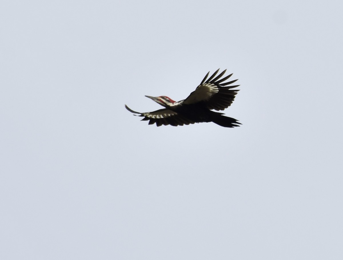 Pileated Woodpecker - ML423919041
