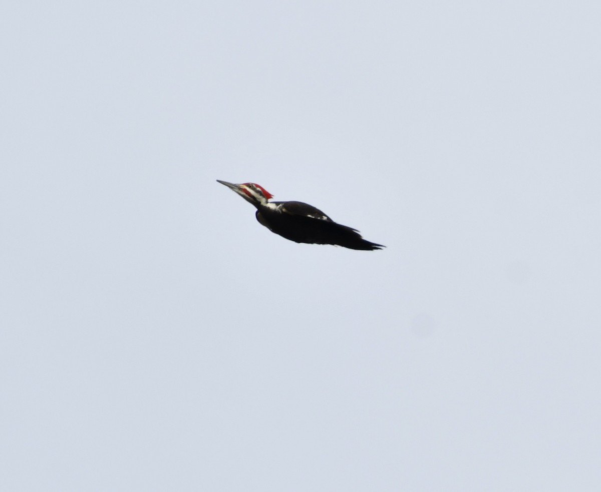 Pileated Woodpecker - ML423919051