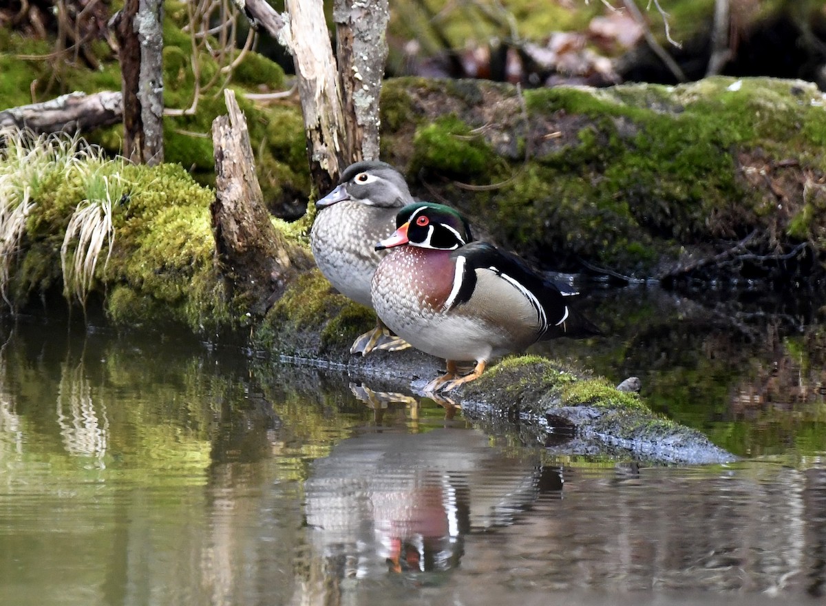 Wood Duck - ML423919651