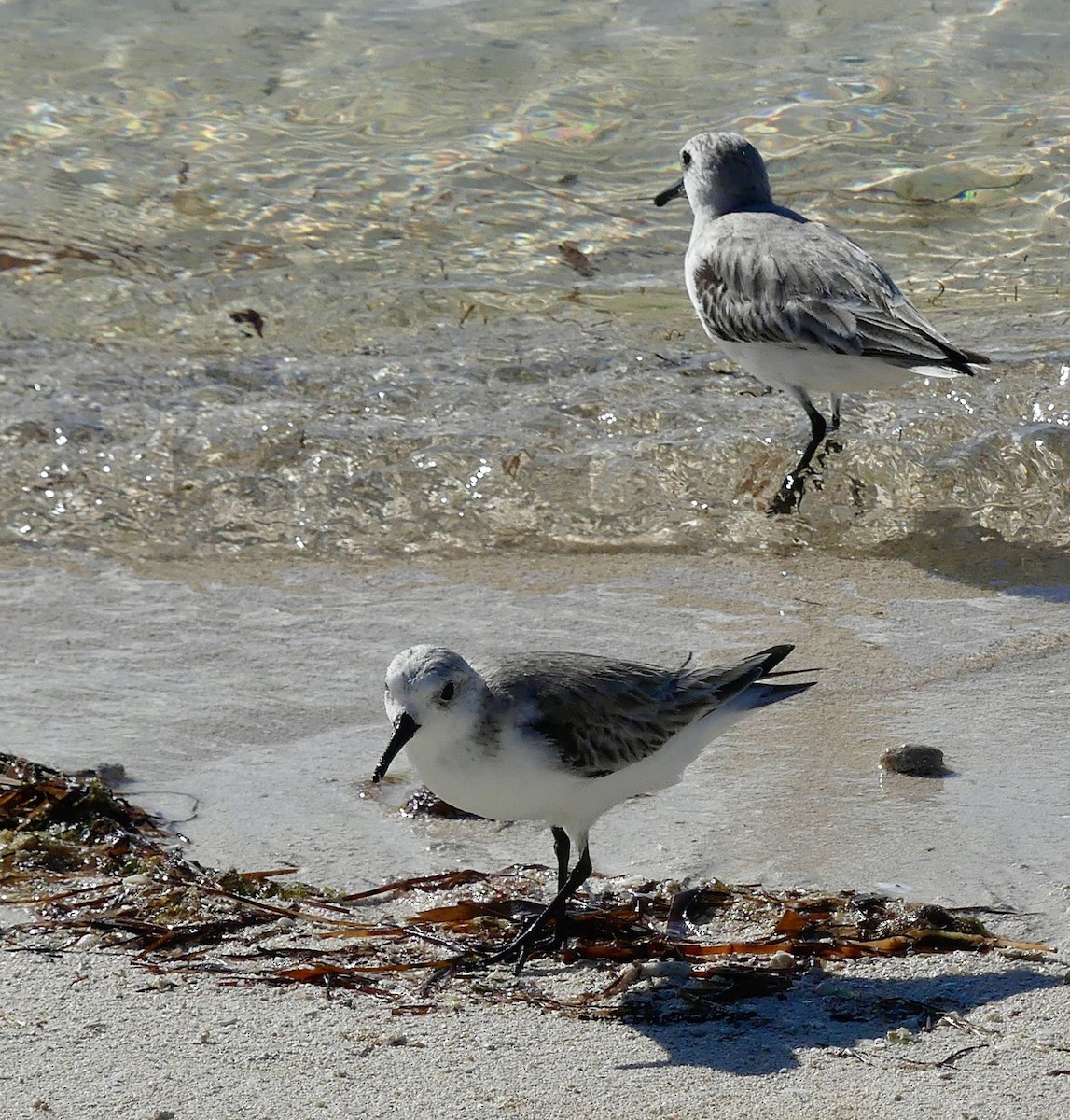 Sanderling - David Moulton