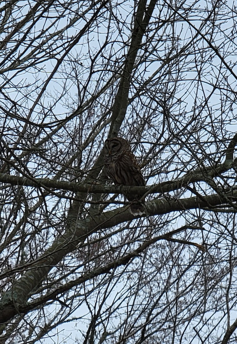 Barred Owl - ML423922661