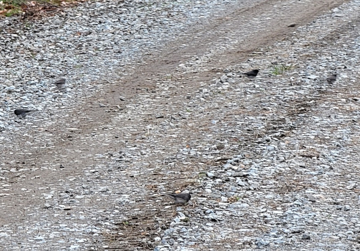 Dark-eyed Junco - ML423922681