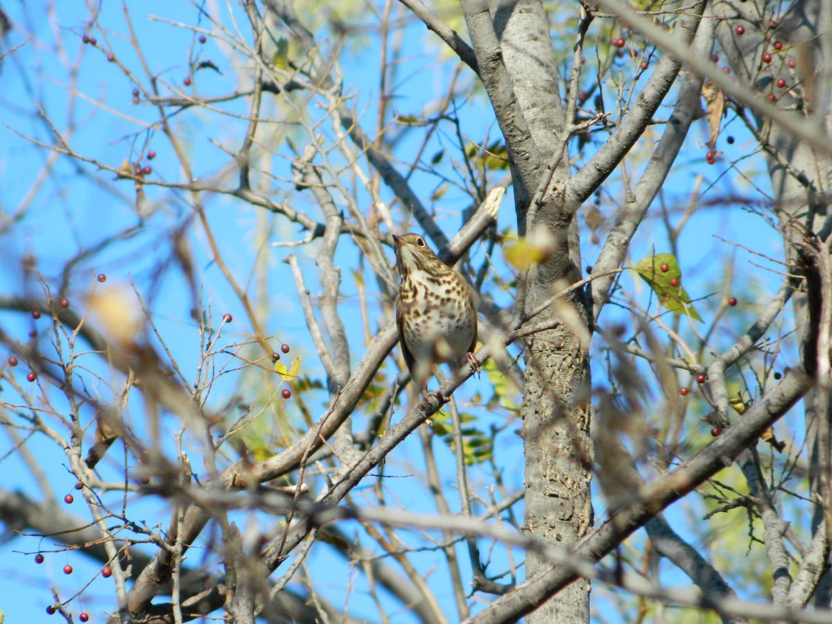 Hermit Thrush - ML42392271