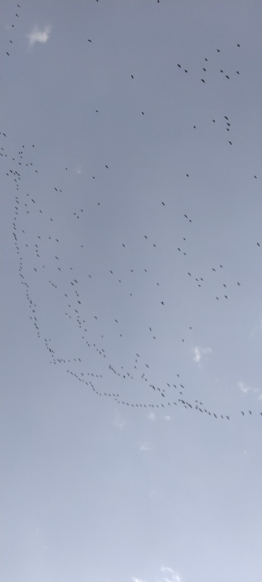 White-faced Ibis - ML423923341