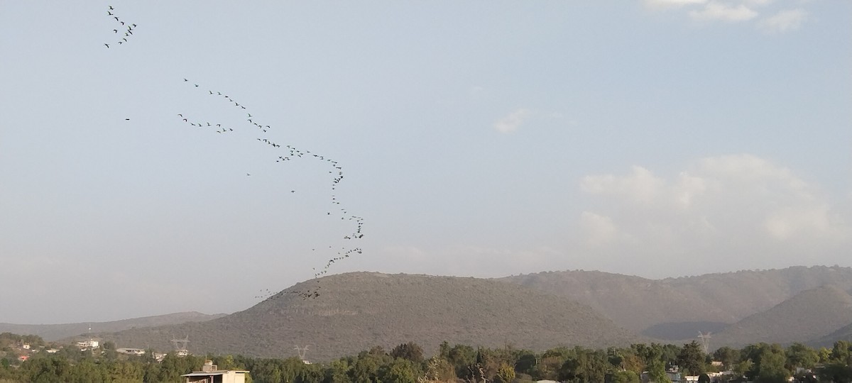 White-faced Ibis - ML423923361
