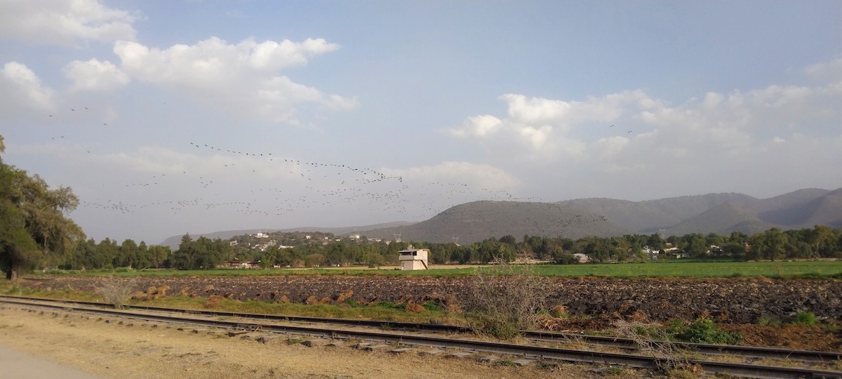 White-faced Ibis - ML423923371