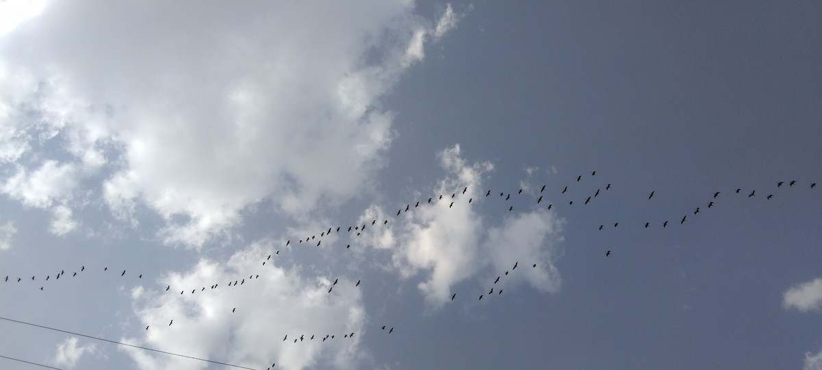 White-faced Ibis - ML423923391