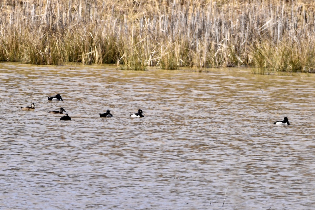 Ring-necked Duck - ML423924591