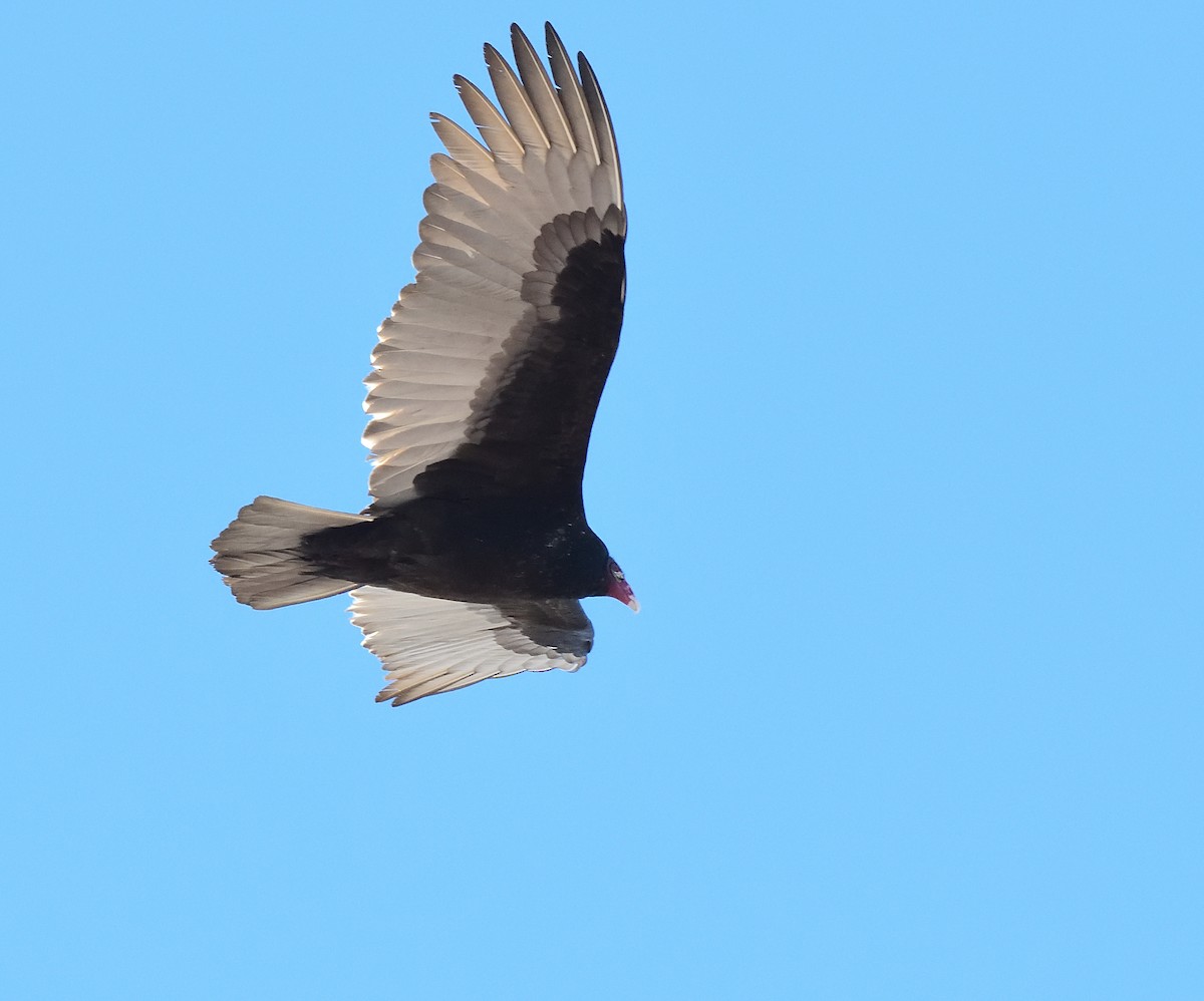 Turkey Vulture - ML423926641