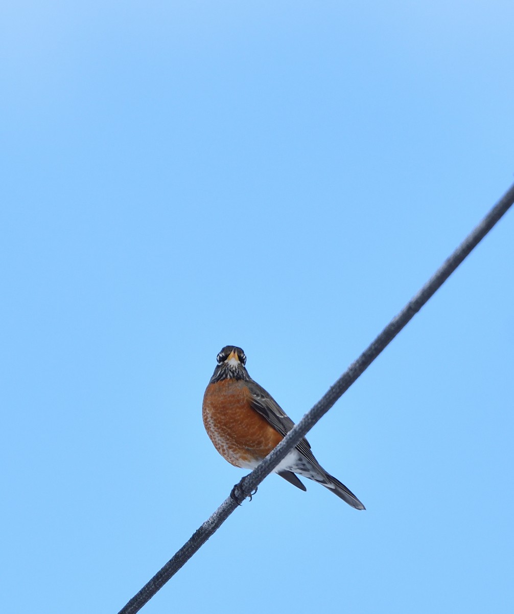 American Robin - ML423929361