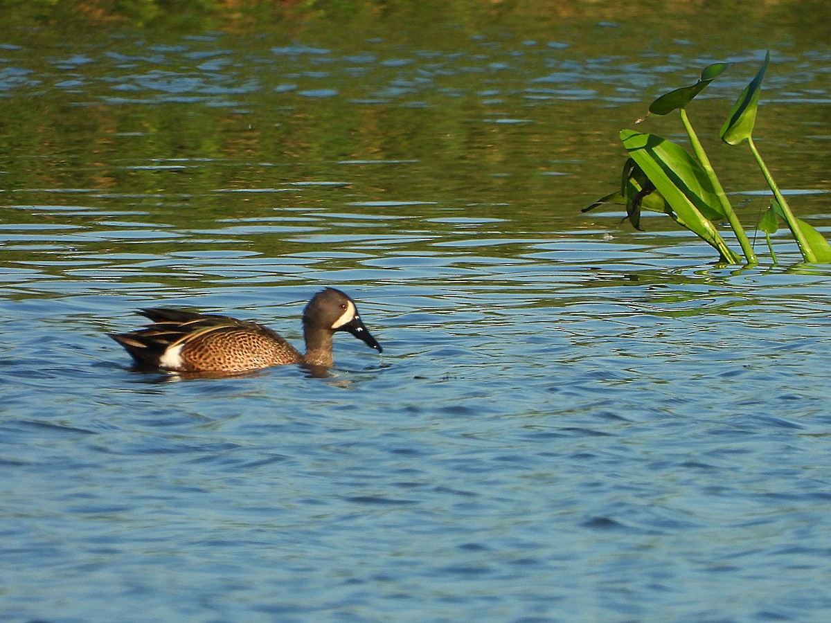 Blue-winged Teal - Michael Musumeche