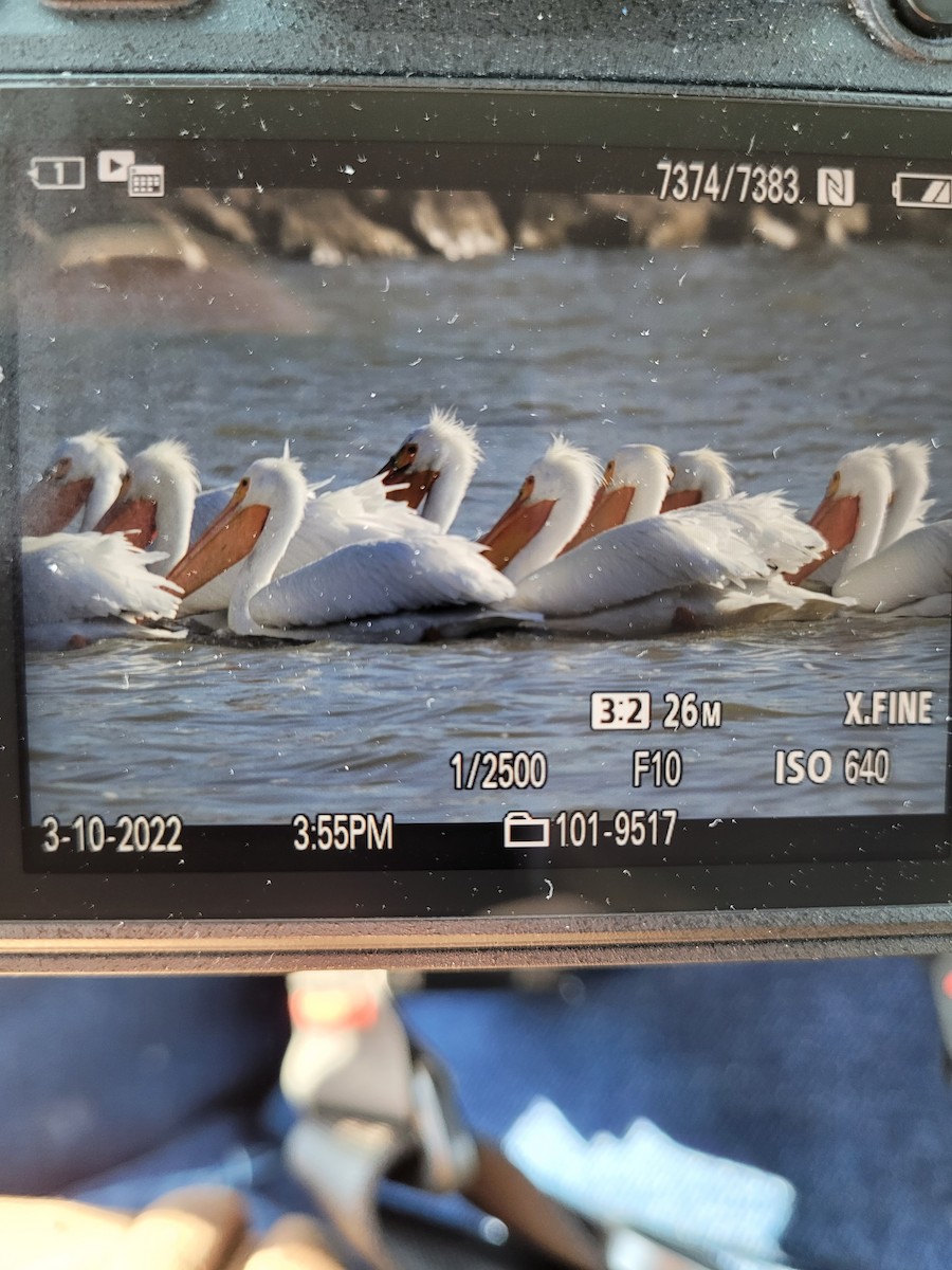 American White Pelican - ML423931171