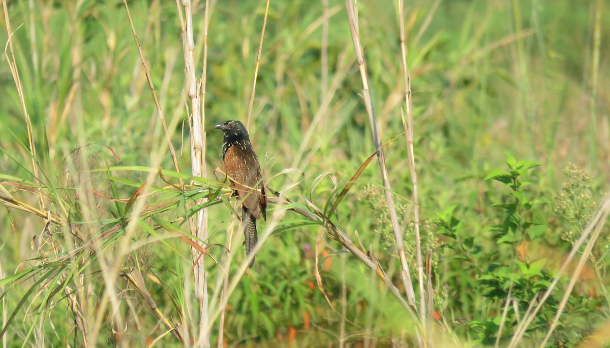 Black Coucal - ML423931341