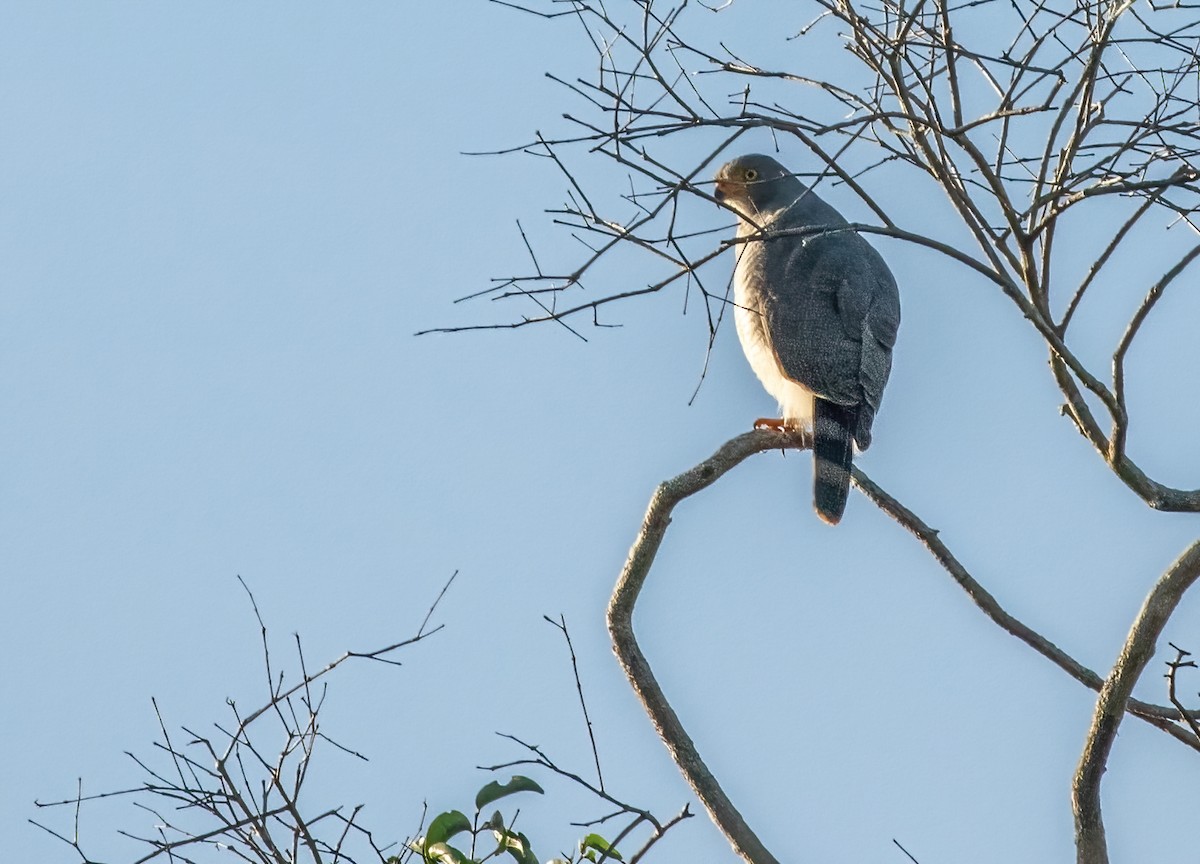 Roadside Hawk - ML423932041