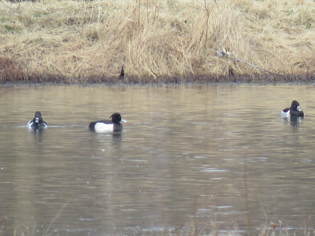 Tufted Duck - Teri Warren