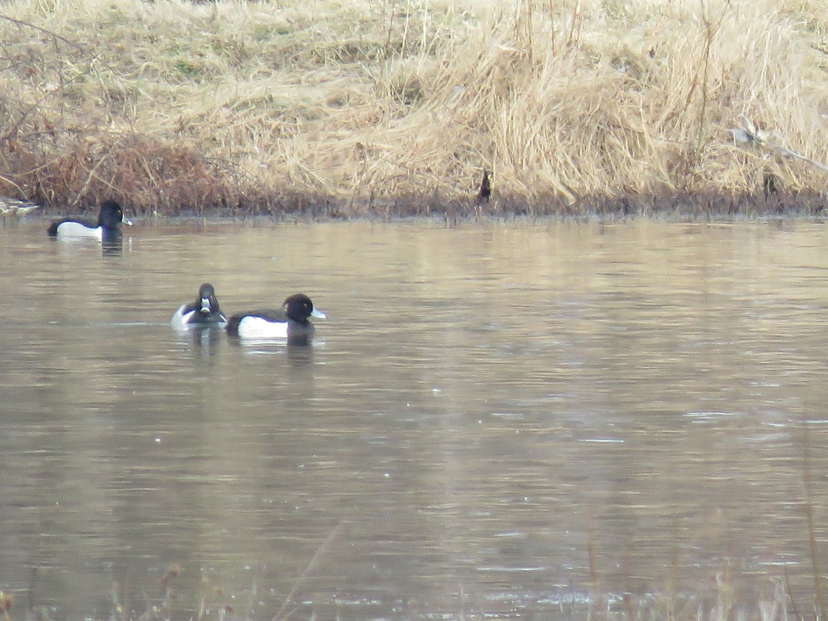 Tufted Duck - Teri Warren