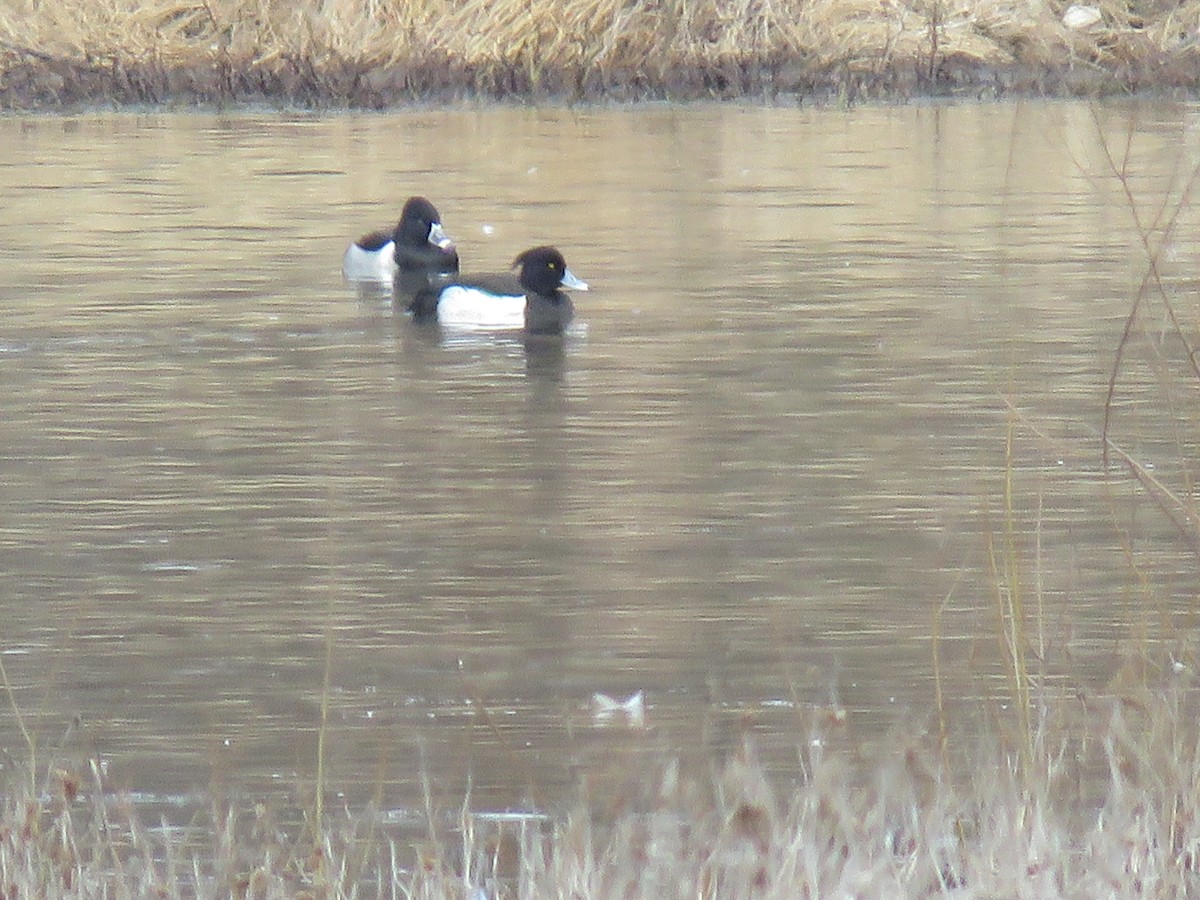 Tufted Duck - Teri Warren