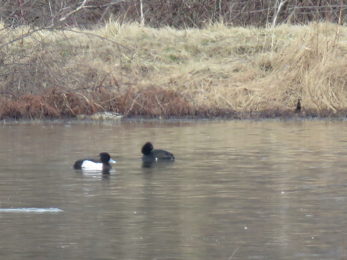 Tufted Duck - Teri Warren