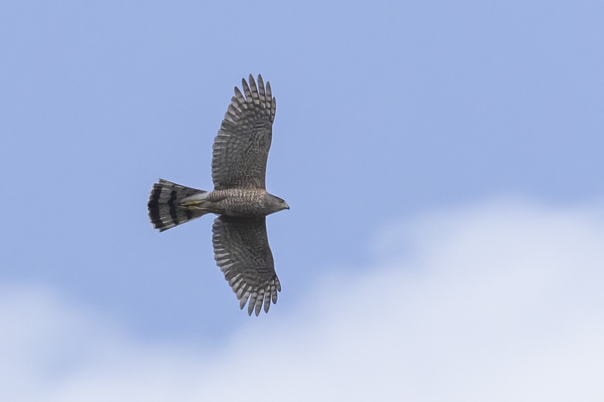 Cooper's Hawk - ML423933121