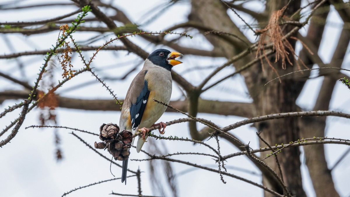 Yellow-billed Grosbeak - ML423933751