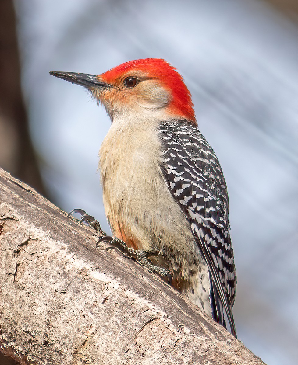 Red-bellied Woodpecker - ML423933761