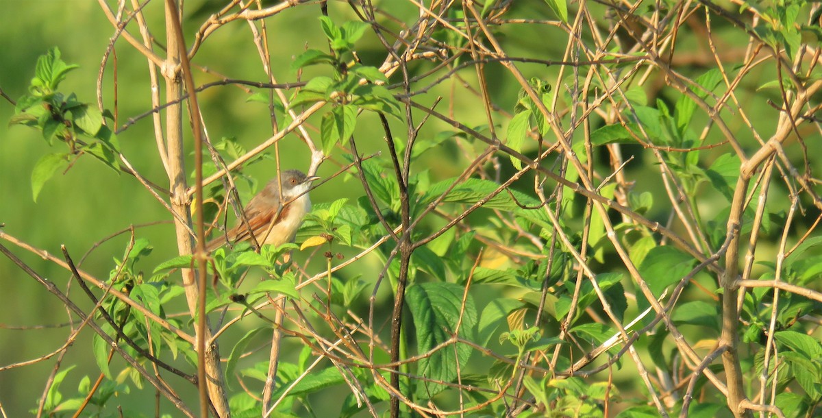 Red-winged Prinia - ML423934301