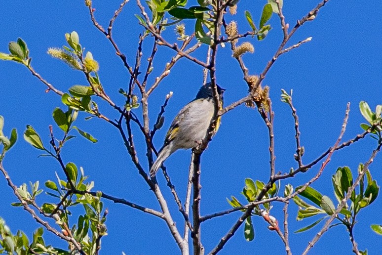 Lawrence's Goldfinch - ML423934741