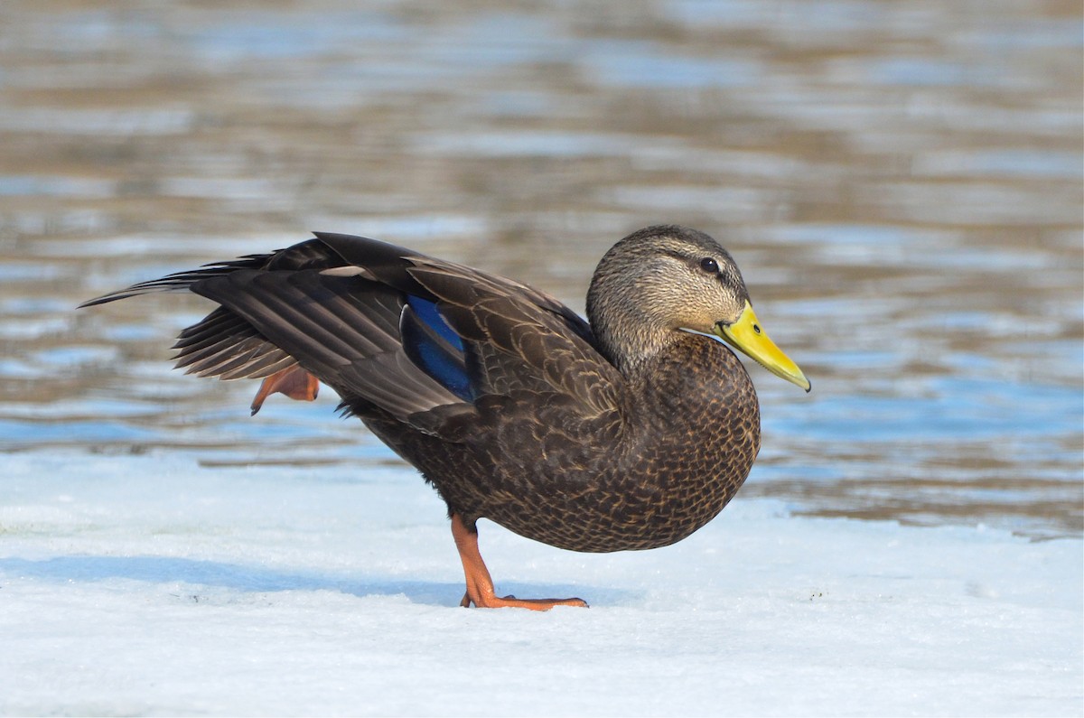 Canard noir - ML423935121