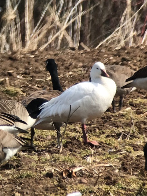 Snow Goose - ML423935581