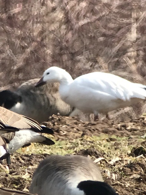 Snow Goose - ML423935591